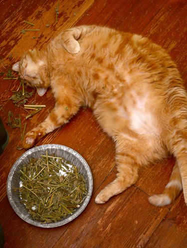 Cat passed out by some cat nip