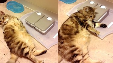 Cats Who Might Be Fat Now