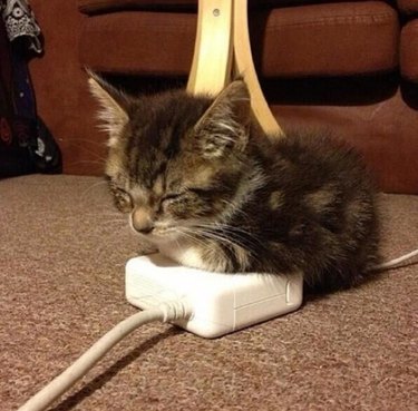 Kitten on top of a laptop charger.