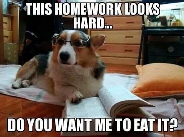Corgi wearing glasses and reading book. Caption: This homework looks hard... do you want me to eat it?