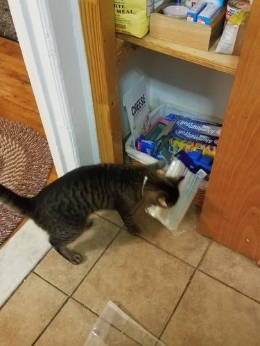 cat steals straws