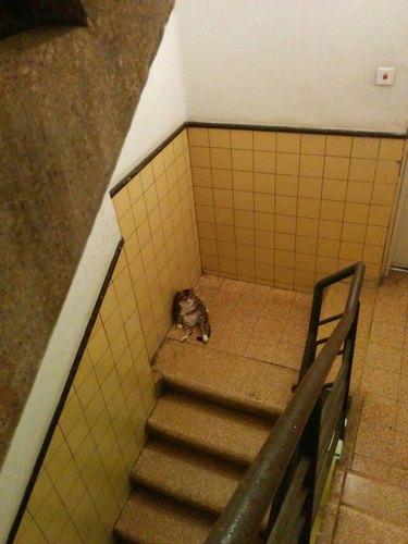 Cat sitting in a stairwell.