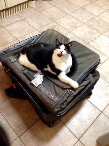 Cat laying on suitcase