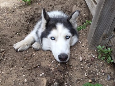 Dog lying in dirty with only its front half visible