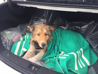 Dog Spends 2 Days Warming Injured Friend On Freezing Train Tracks