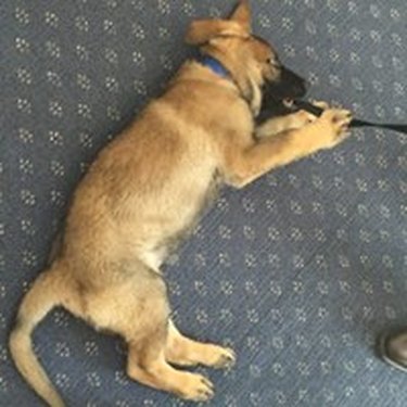 This Police Pup Is Fired For The Most Adorable Reason
