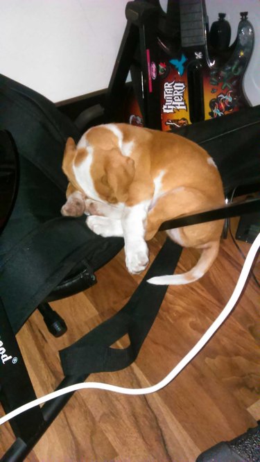 Dog sleeping in a curled body positon on a chair.