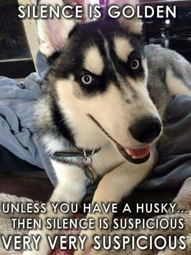 Siberian Husky. Caption: Silence is golden unless you have a Husky... then silence is suspicious. Very very suspicious.