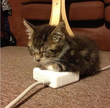 Tiny kitten asleep on a small warm thing.