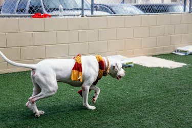Florida shelter boosts dog adoptions with help from Harry Potter