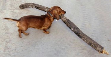 15 Dogs Carrying Huge Sticks
