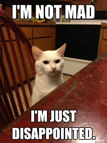Stern-looking cat with caption: "I'm not mad. I'm just disappointed."