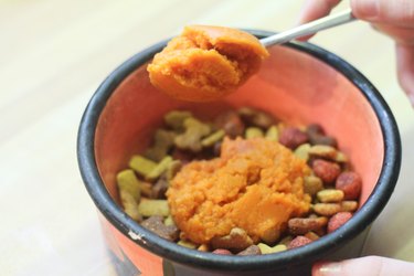 pumpkin for dogs diarrhea