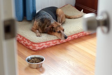 Dog laying on dog bed