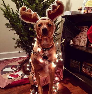 Dog wearing reindeer antlers and christmas lights.