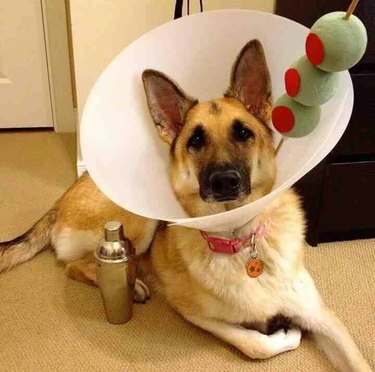 Dog with a cone dressed up like a martini