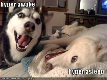 Excited Husky standing next to excited Husky lying down. Caption: hyper awake, hyper asleep