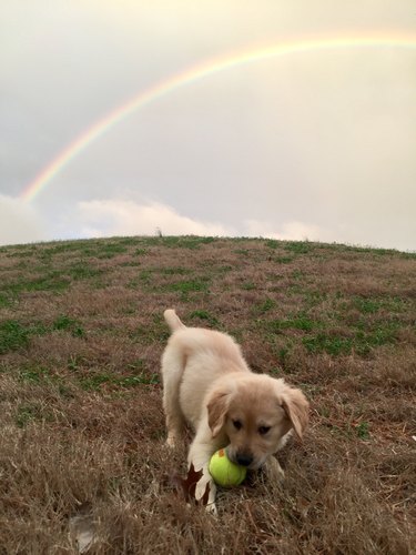 Dog in a field with a tennis ball under a rainbow.