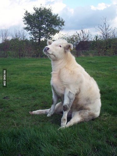Cow sitting like a dog.