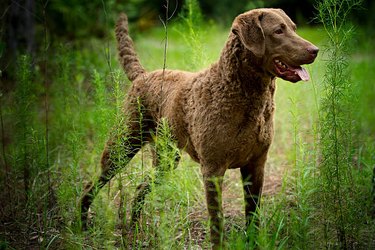 Chesapeake Bay Retriever Dog Breed Facts & Information