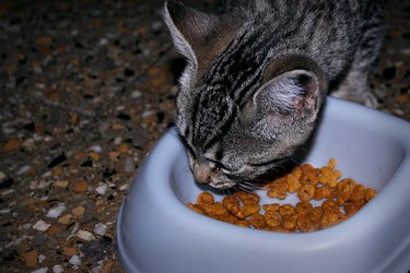 A striped cat eating food from a bowl.