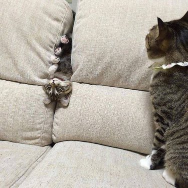 Kitten wedged between couch cushions as mamma cat looks on proudly