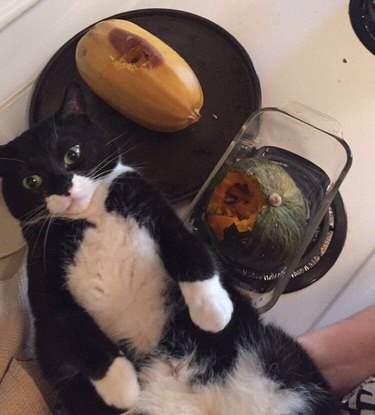Cat full after eating a lot of squash