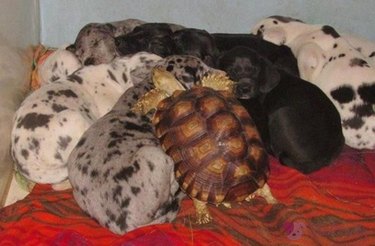 Tortoise climbing on puppy pile.