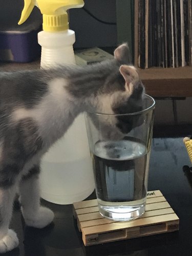 Kitten sticking its head into a glass of water.