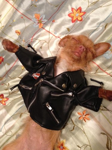 Dog in leather jacket