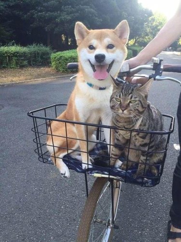 Cat looking annoyed, sitting in a bicycle basket with a very enthusiastic dog