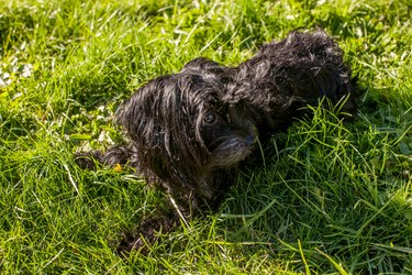 Small black dog laying outside on grass