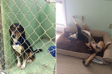 Dog before and after being adopted