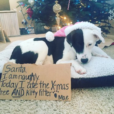 Dog looking downcast next to sign that reads "Santa, I am naughty. Today I ate the X-mas tree AND kitty litter."