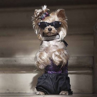 Dog in sunglasses and dress