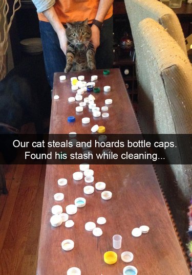 cat steals bottle caps