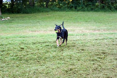Large black dog with ball in mouth running across short green grass.