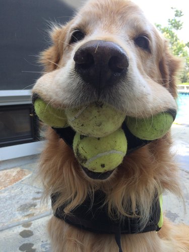 dog with four tennis balls in mouth