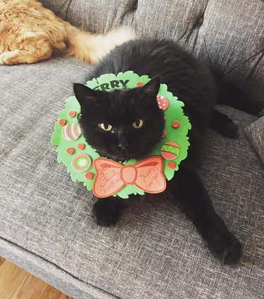 Cat with wreath around neck