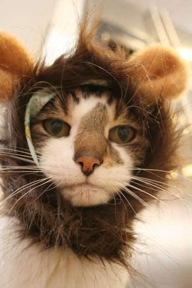 Cat wearing a lion mane