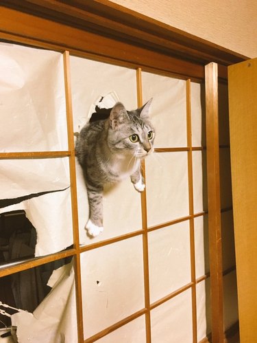 A cat is stuck in a room divider screen.