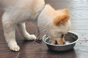 Small dog eating