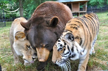 Tiger, bear, and lion