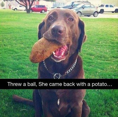 Dog carrying a potato.