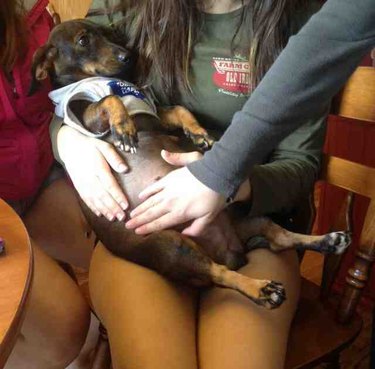 Pregnant dog in a woman's lap