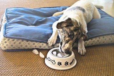 White and black dog eating from a food bowl