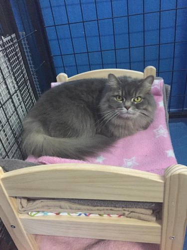 Cat sleeps in doll bed donated to shelter by Ikea
