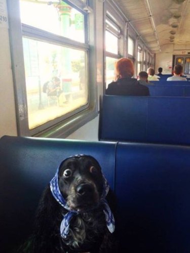 Nervous dog on train wakes up after missing stop