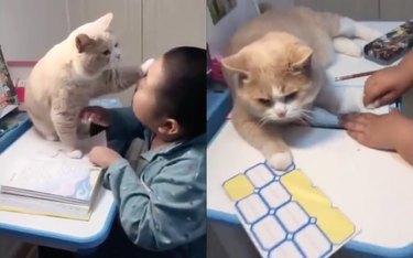 Affectionate cat gives boy convenient excuse not to do homework