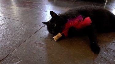 Cat playing with DIY cat toy out of a wine cork and feathers.